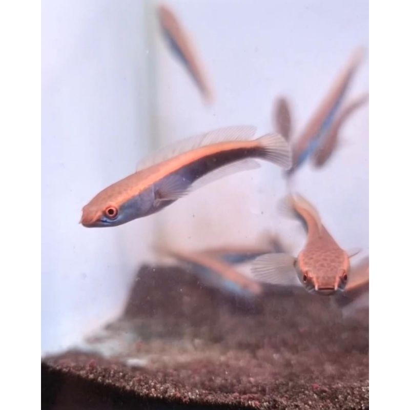 Hobi Red Barito 4-5cm grade A kualitas super