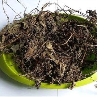 

Daun Sendok/Ki Urat Asli Kering 500 Gram Herbal Alami