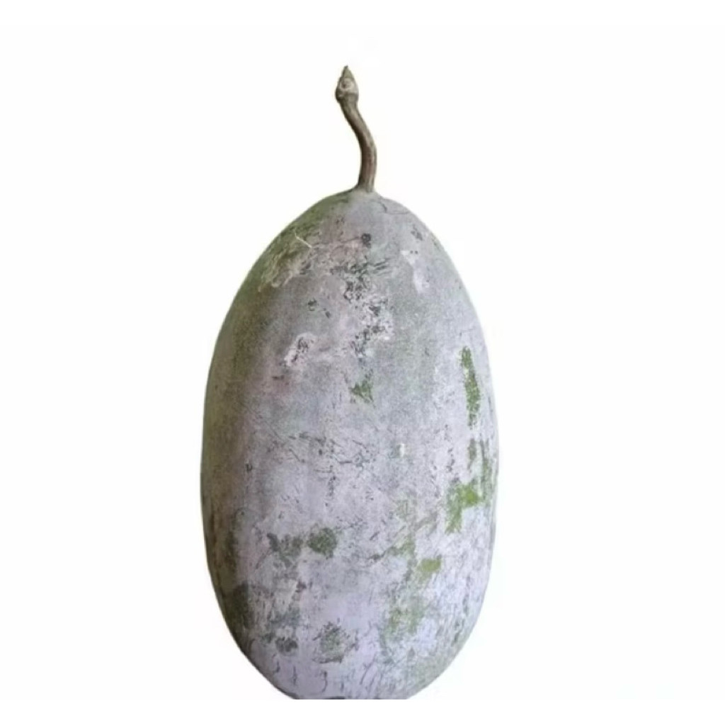 

1,5 kG Buah Bligo/Kundur Frees Baru Di Petik