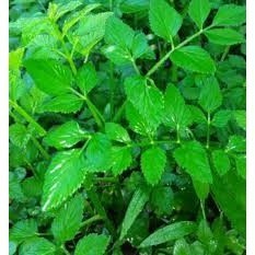 

Bibit Tespong Sladren Seladren segar 500gr