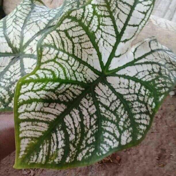 promo Bibit talas hias per 2 bibit ready