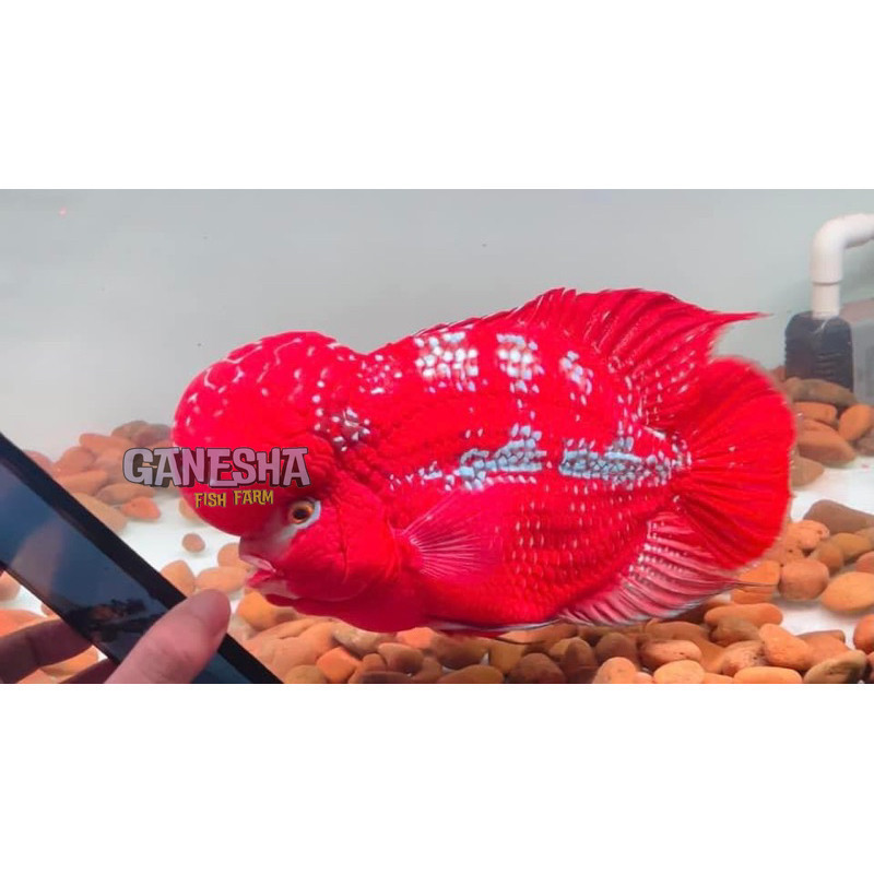 Burayak louhan kamfa Clasik Gen Ori Thailand 3-5 cm lohan