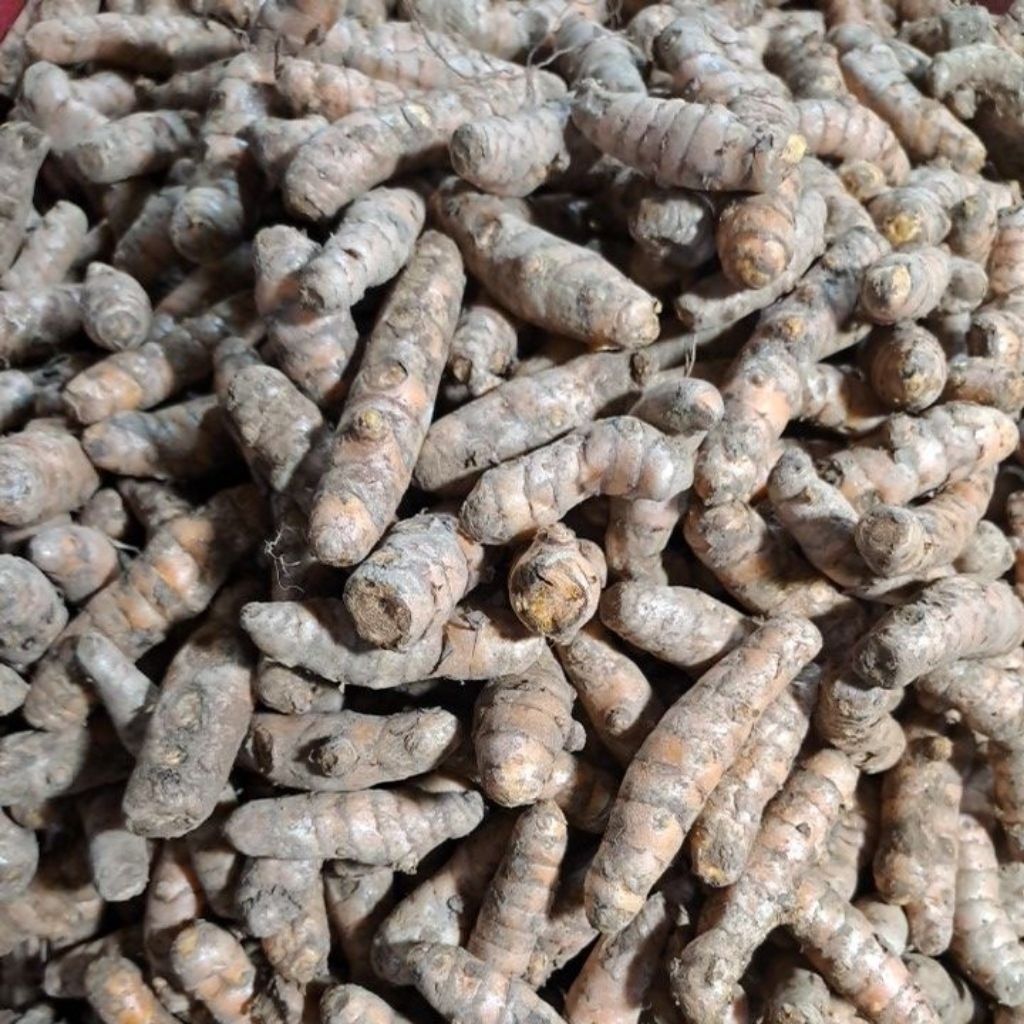 

Kunyit Segar Murah Bandung