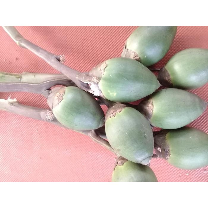 

buah pinang muda/jambe Shop with