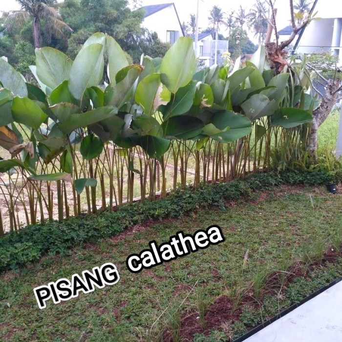 tanaman hias pisang calathea - tanaman pagar Calathea pisang