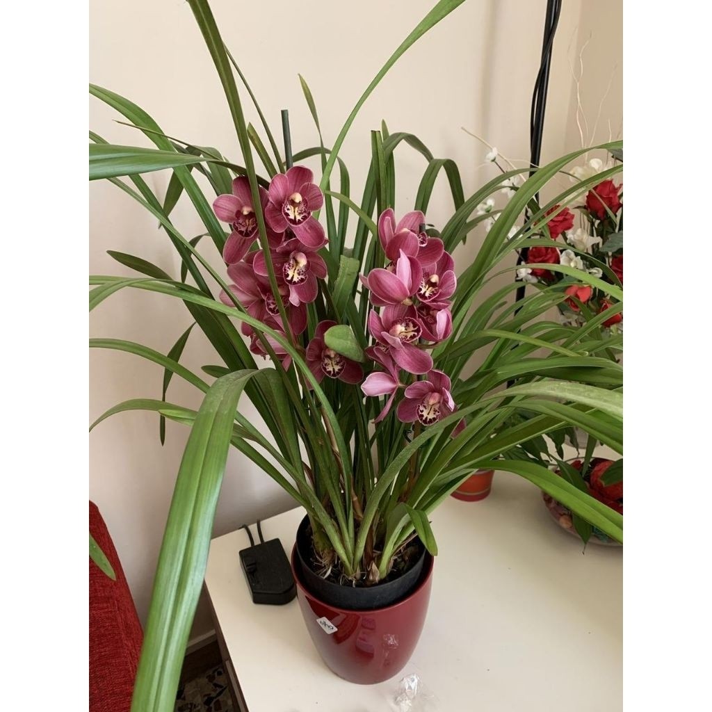 Anggrek cymbidium dewasa Siap Bunga Meisha/BUNGA ANGGREK/ANGGREK HIDUP/BUNGA HIDUP/BUNGA HIAS/TANAMA