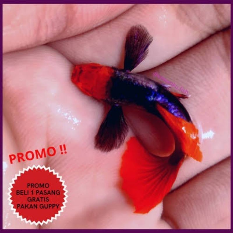 

stiker anomali hiasan aquarium ikan hias Guppy prtde koi