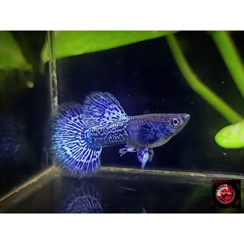 

stiker anomali Sepasang Indukan Ikan Guppy Purple Dragon HM Dumbo Ear Hiasan Aquarium