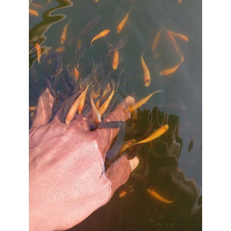 PROMO ABISSSS paket 50 ekor ikan terapi kaki  terdekat depok nilem campur item sama lemon