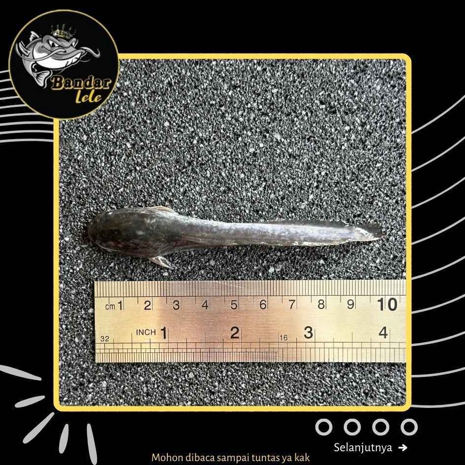 KM_001 Bibit Lele Uk. 9-10cm Sangkuriang Terbaik Murah