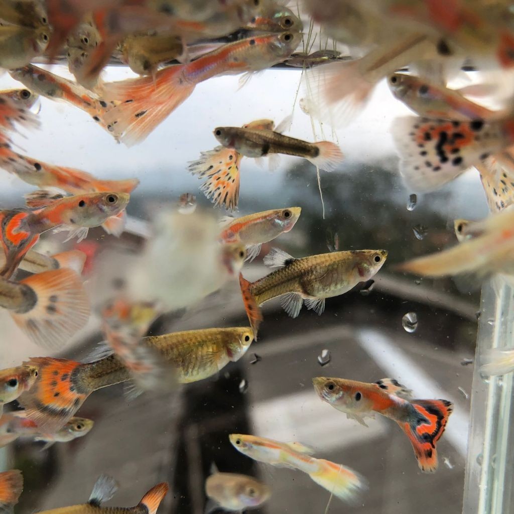 Guppy Cendol Random Campuran | Hiasan Aquarium | Hiasan Aquascape | Hiasan | Ikan Cantik / Ikan hias