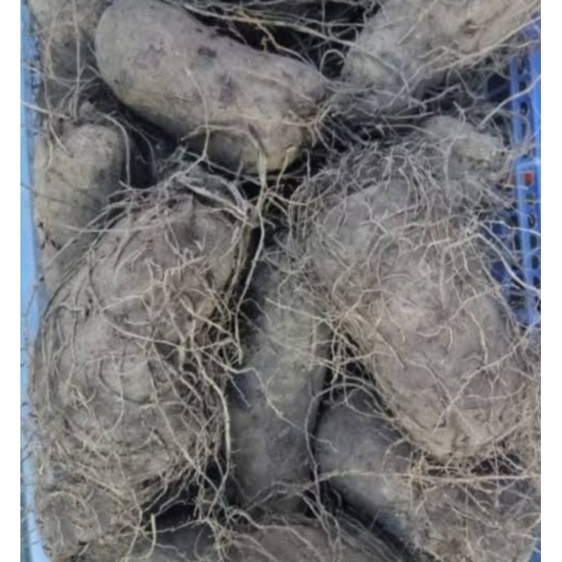 

TERLARISUbi Kribang/Thai Su/Keribang/Ubi Ungu Kalimantan