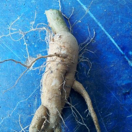 akar ginseng jawa 100gram segar