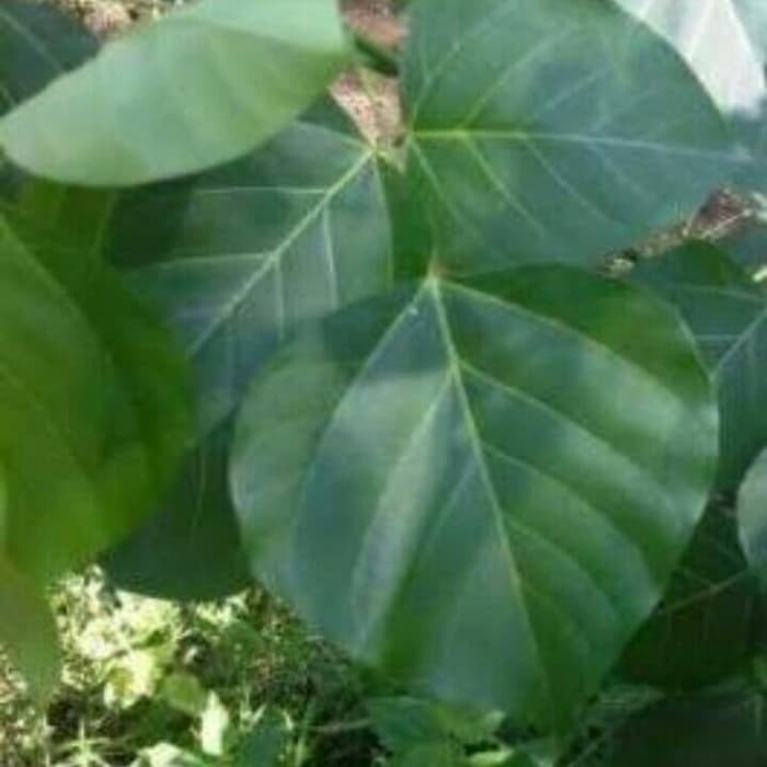 

Daun dadap (godong tawa ) obat meredakan Datang bulan, sejuta manfaat