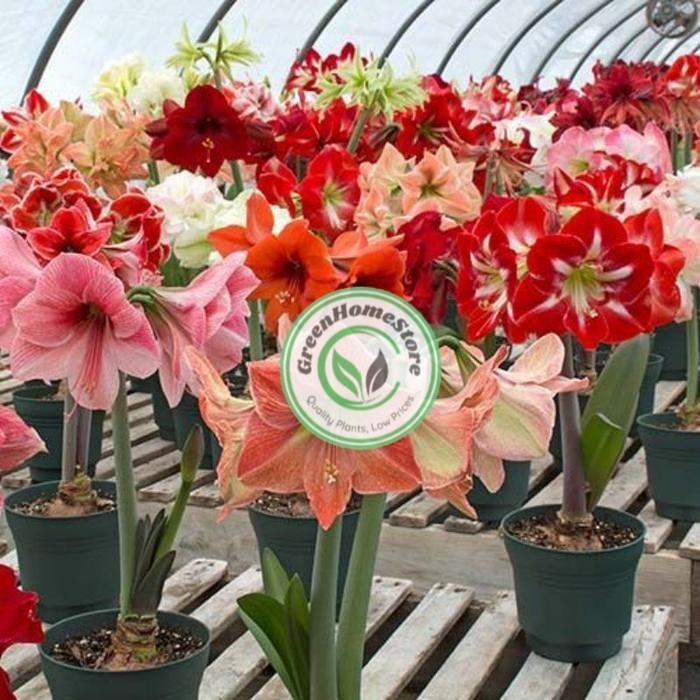 COD Tanaman Hias Bakung Amarilis bunga warna warni / tanaman dewasa siap berbunga / tanaman Bakung h