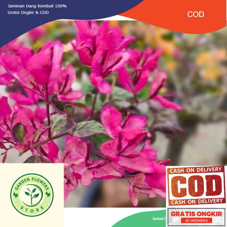 BOUGENVILLE BLACK MARIA (COD)