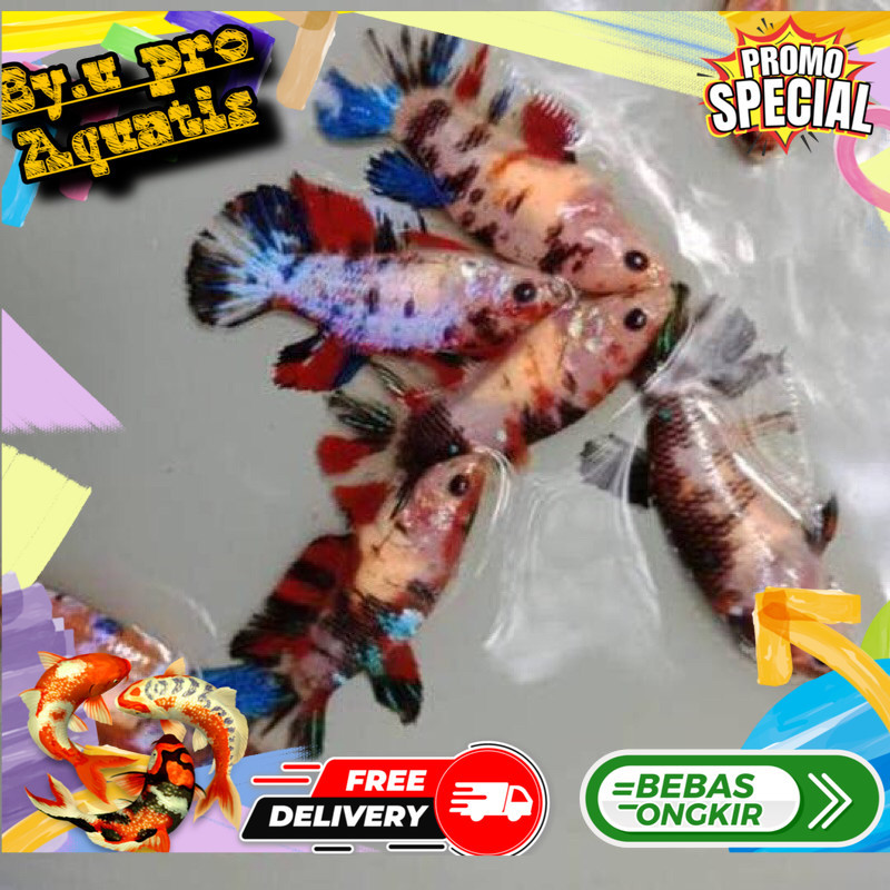 Perlengkapan aquarium Ikan Cupang Plakat Multicolour Betina Full Telur Size M