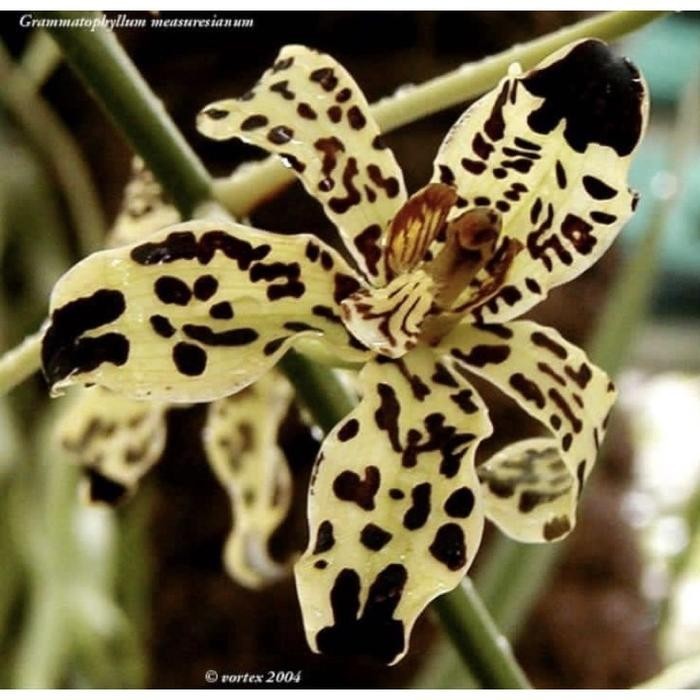 Anggrek Grammatophyllum Measurianum Sp Dewasa Siap Bunga