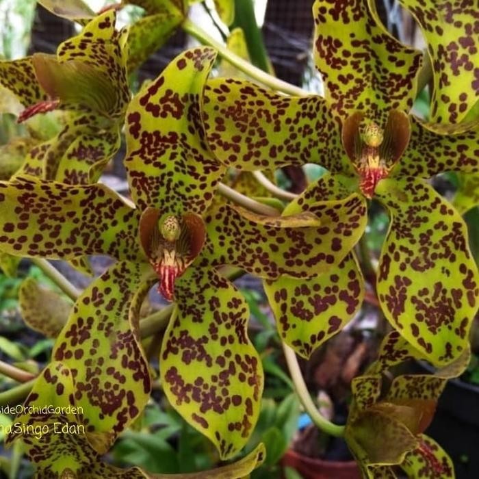 Anggrek Grammatophyllum Singo Edan 'Red' (Scriptum x Speciosum)