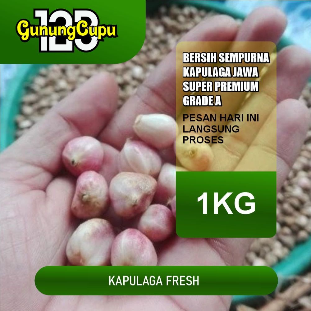 

Buah Kapulaga Segar/Basah 1KG