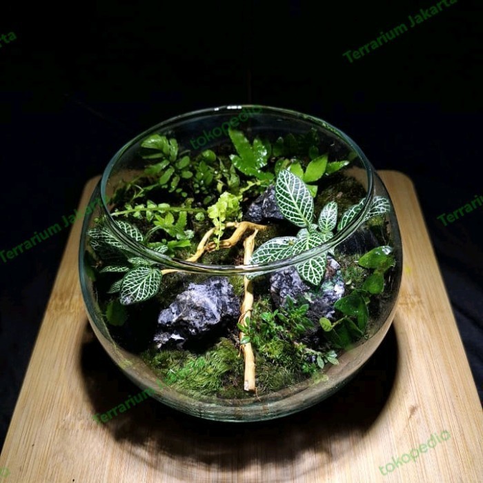 

rain forest terrarium closed - Type 2 | Medium size - Siap pajang - Siap pajang, Include lampu