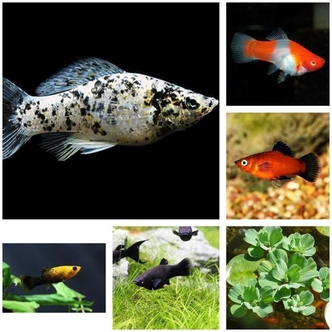Paket Ikan Hias Molly 100 Ekor mix warna Ikan Air Tawar Aquarium