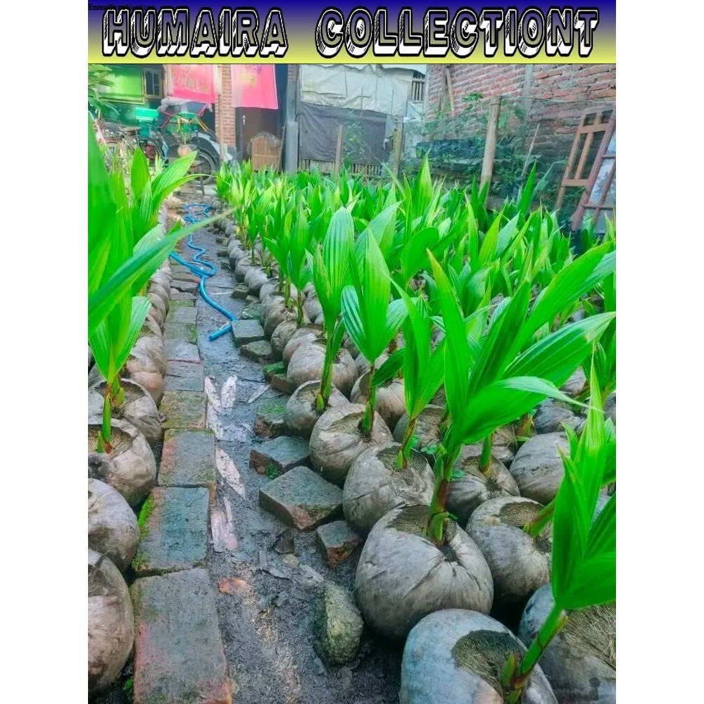 

Bibit Kelapa Genjah Super Pendek Sudah Berbuah