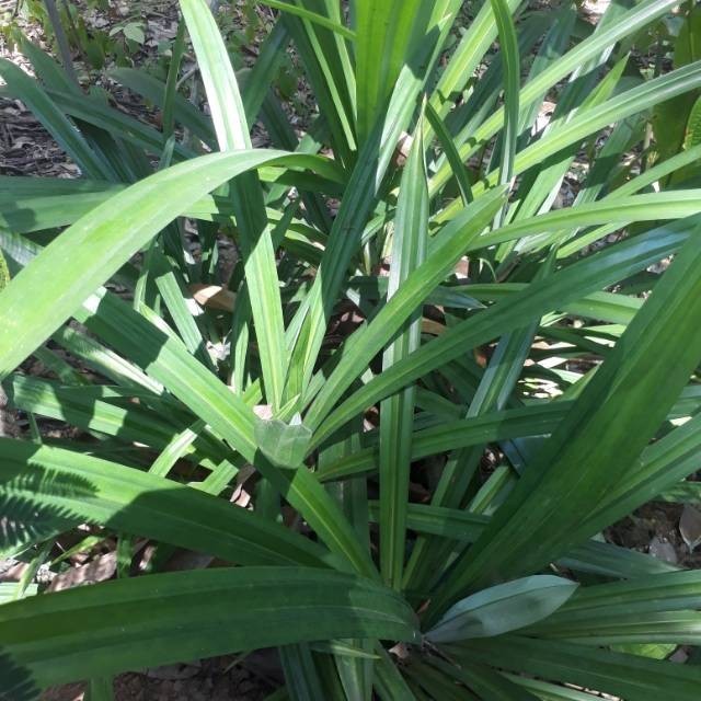 

Daun Pandan wangi 10 lembar