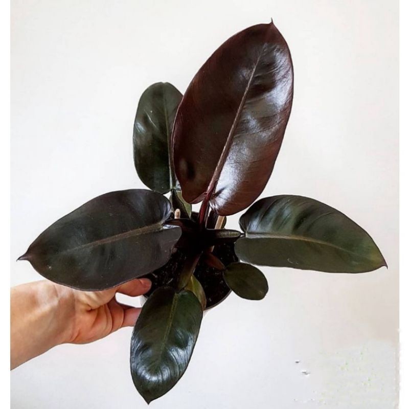 ( BISA COD ) PROMO Tanaman Hias Philo Black Cardinal Asli / Bunga Hias Philodendroon Black Kardinal 