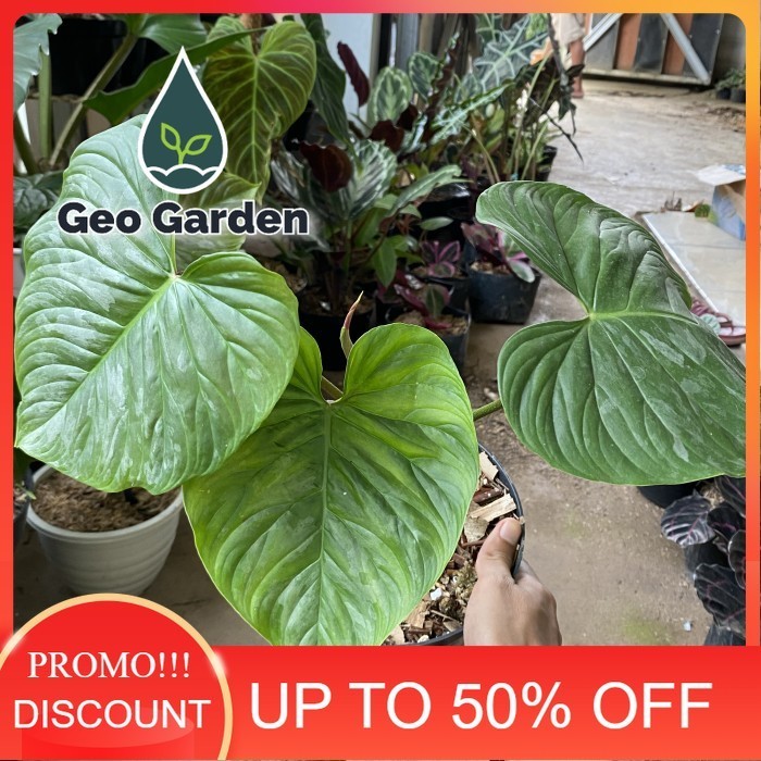 philodendron splendid