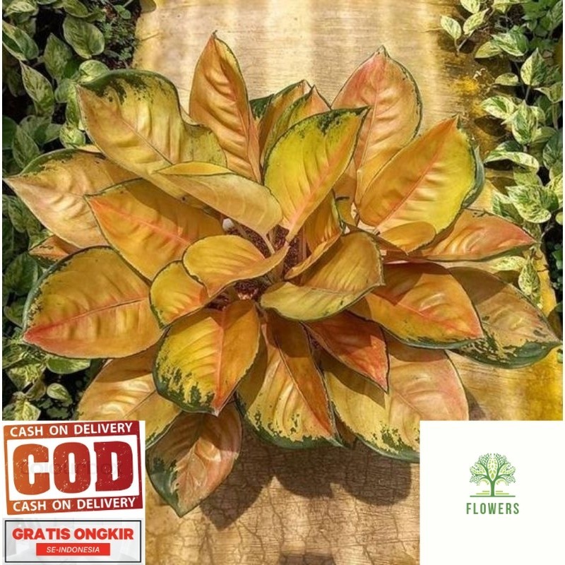 tanaman hias aglonema anakan sultan Brunai (SB) daun 2-3