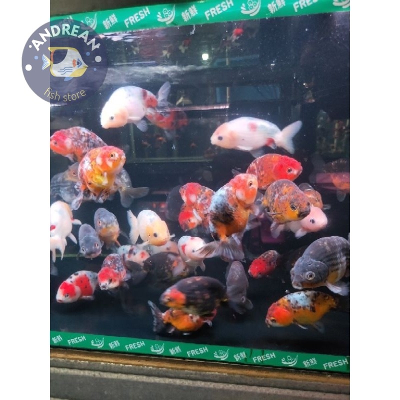 Big sale Koki Ranchu Calico perlengkapan akuarium