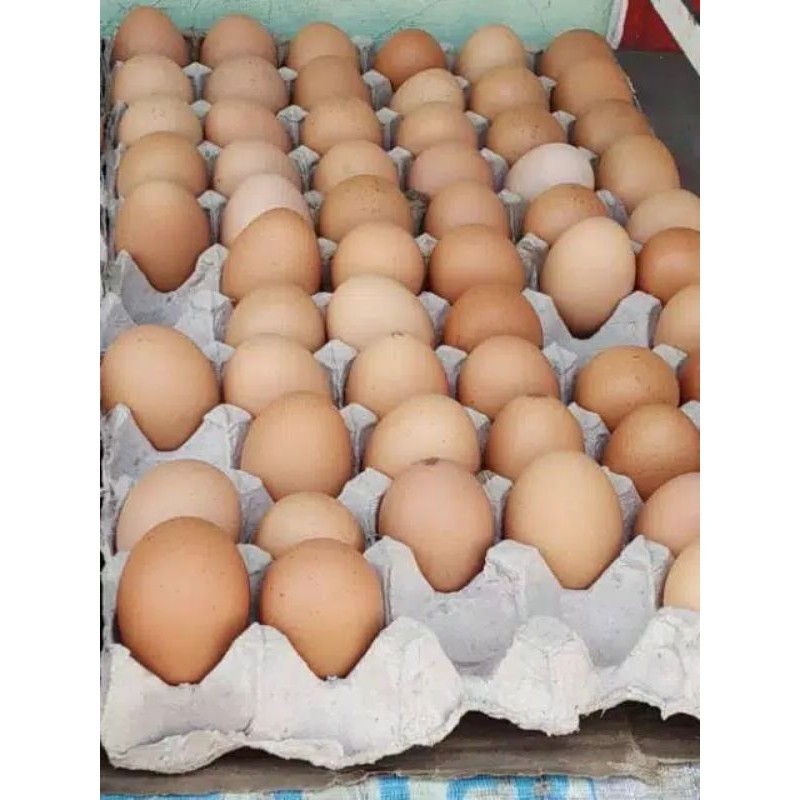 

Telur Ayam Super / Kuning Isi 2 / Harga per pcs