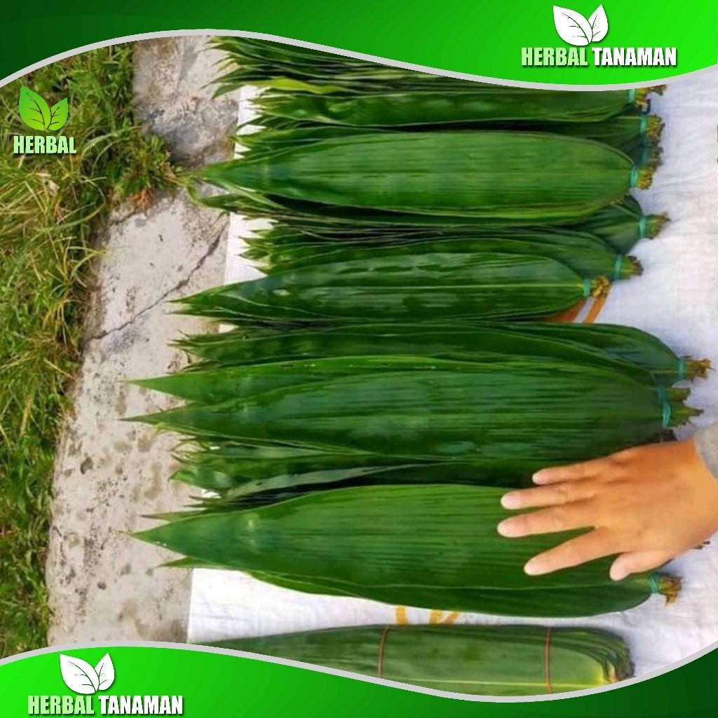 

Daun Bambu Jumbo 100 Lembar - Daun Bambu Bakcang - Daun Bacang fresh