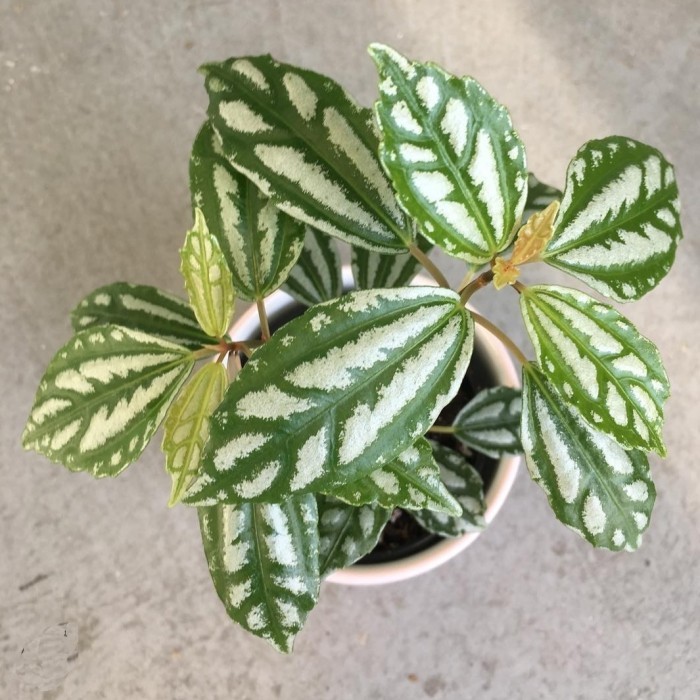 tanaman pilea cadierai - tanaman daun mutiara pilea