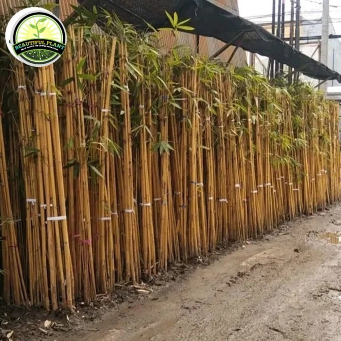 tanaman pagar bambu kuning panda - pohon bambu kuning