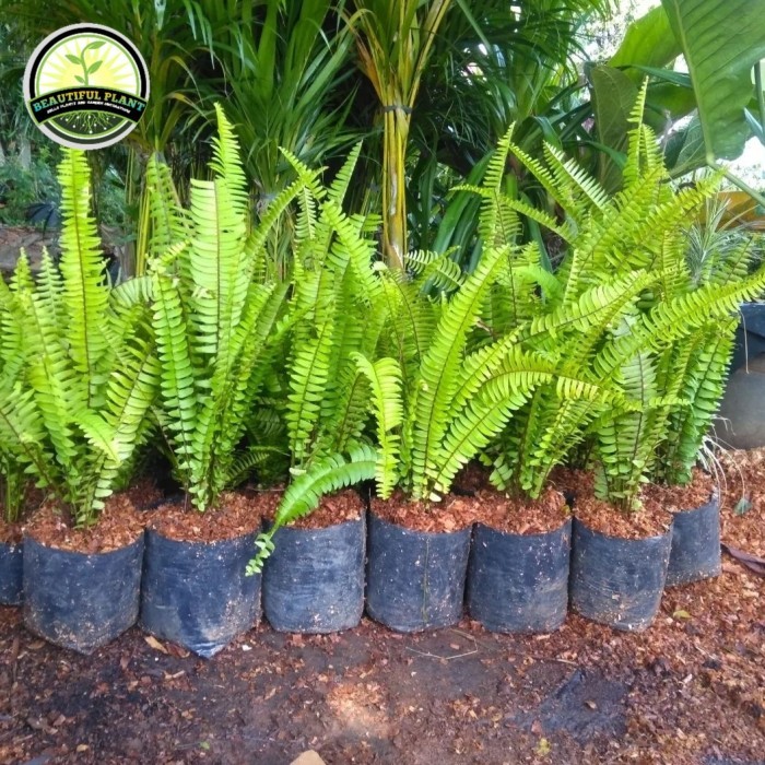 tanaman hias vertical garden pakis kelabang - tanaman pakis