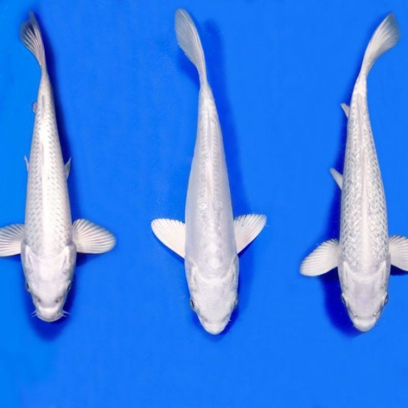 

PROMO!!! KOI PLATINUM PAKET 3 EKOR