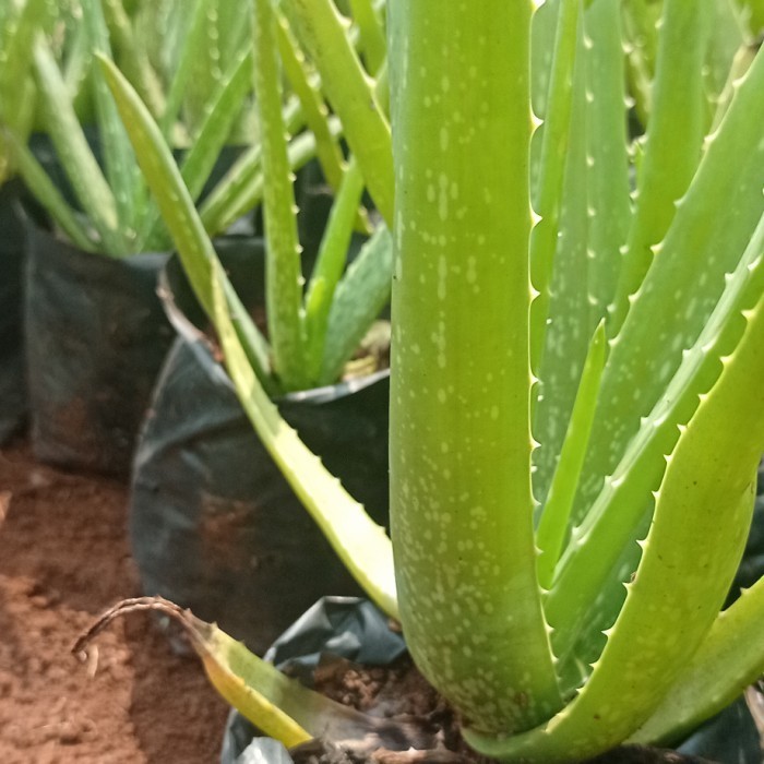 bibit lidah buaya pontianak jumbo