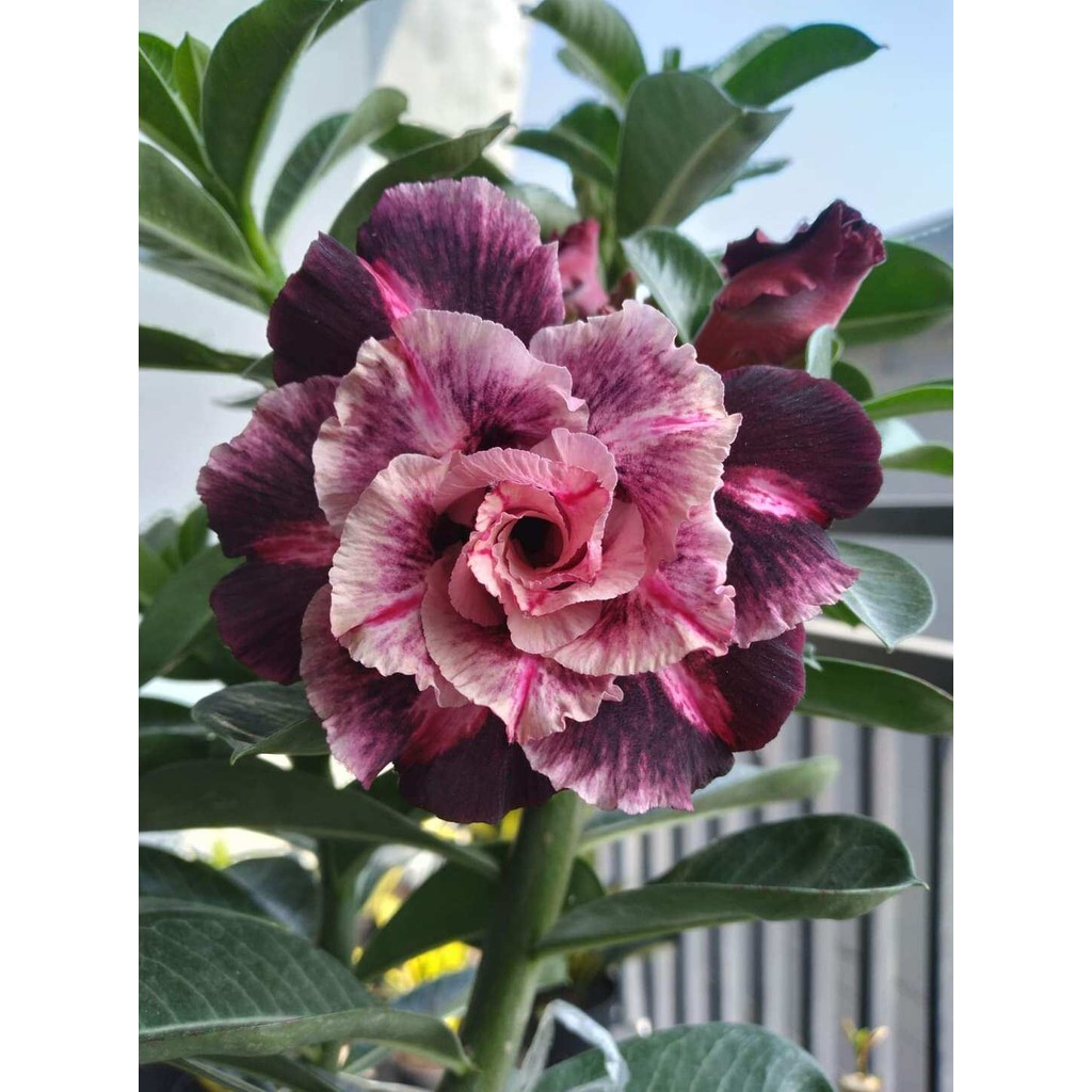 Bibit Adenium Bunga Tumpuk ID SRIWIJAYA Kamboja Jepang