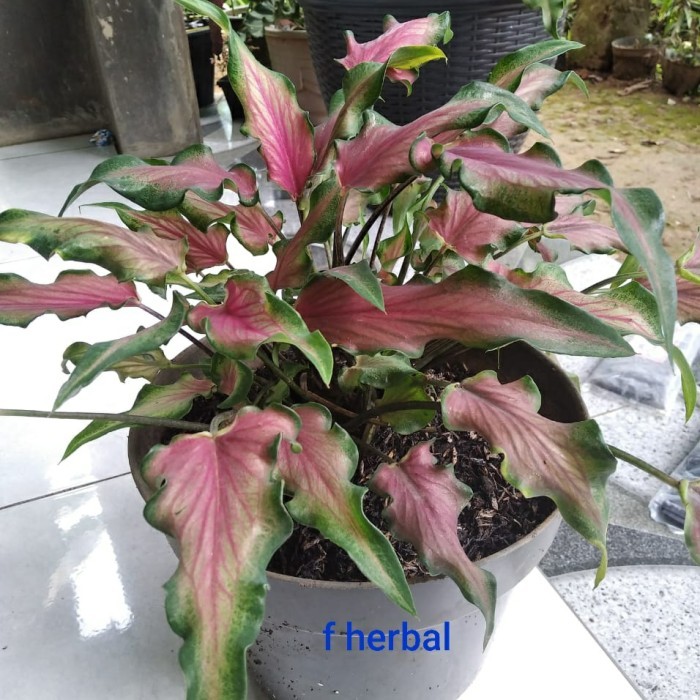 keladi keris / tanaman hias keladi keris