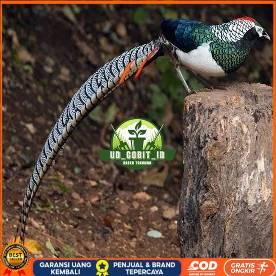 

Telur ayam hias ringneck lady amherst pheasant fertil siap ditetaskan UD_GOBIT_ID