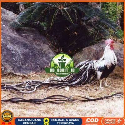 

Telur ayam hias onagadori ekor panjang fertil asli siap ditetaskan - ayam onagadori UD_GOBIT_ID