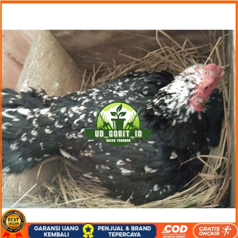 

telur Ayam Bangkok Clasik ekor lidi Fertil terlaris UD_GOBIT_ID