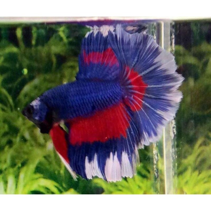 

stiker anomali LIVE HALMON SIAP NAIK BOTOL ((Remaja)) CUPANG halfmoon halfmon