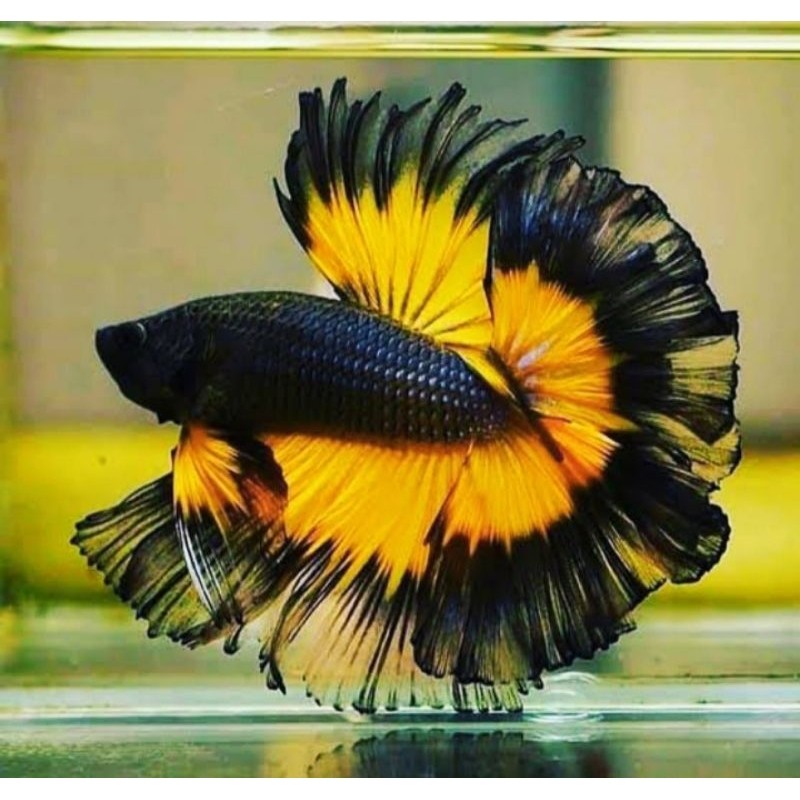 

stiker anomali cupang mustardgaz