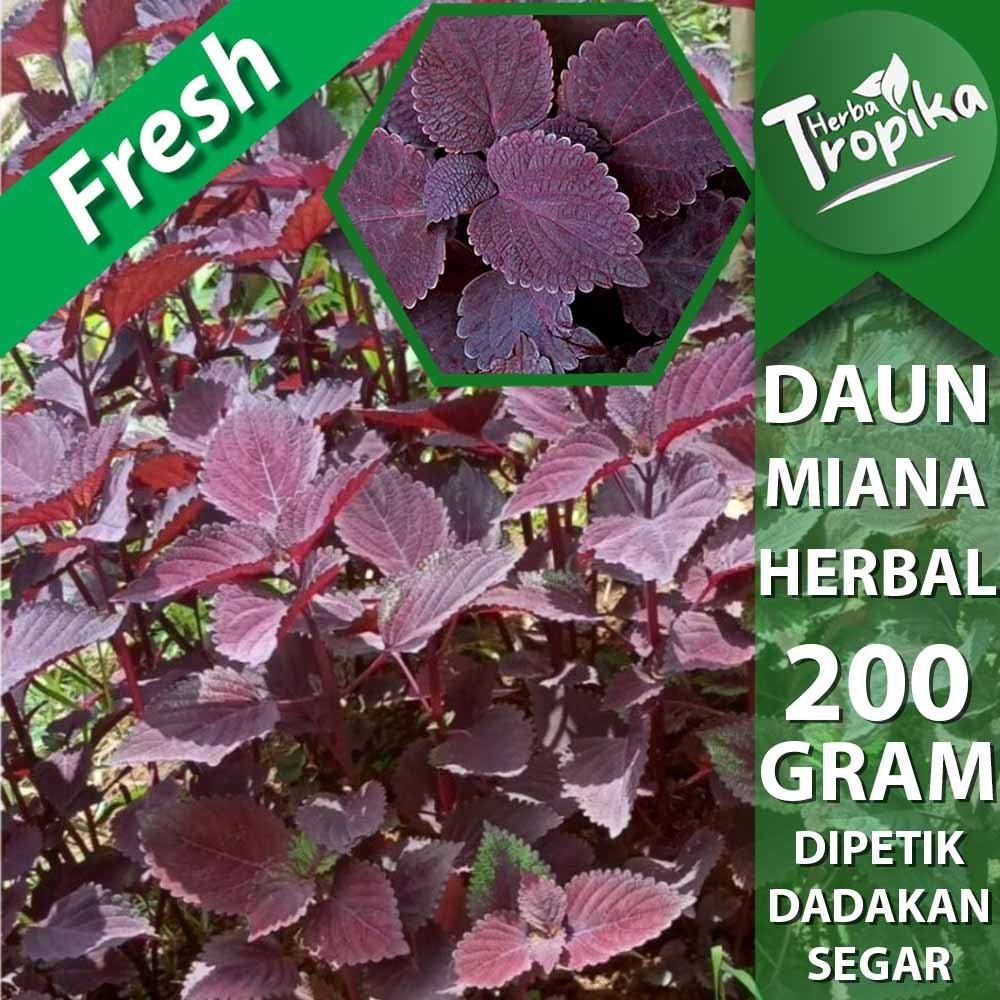 

Daun Miana jawer kotok merah 200 gram herbal alami toko herba tropika