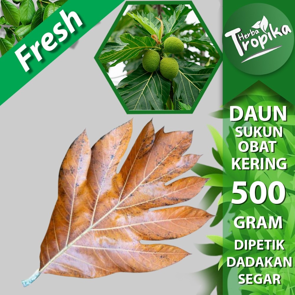 

Daun Sukun kering 500 gram herbal alami toko herba tropika