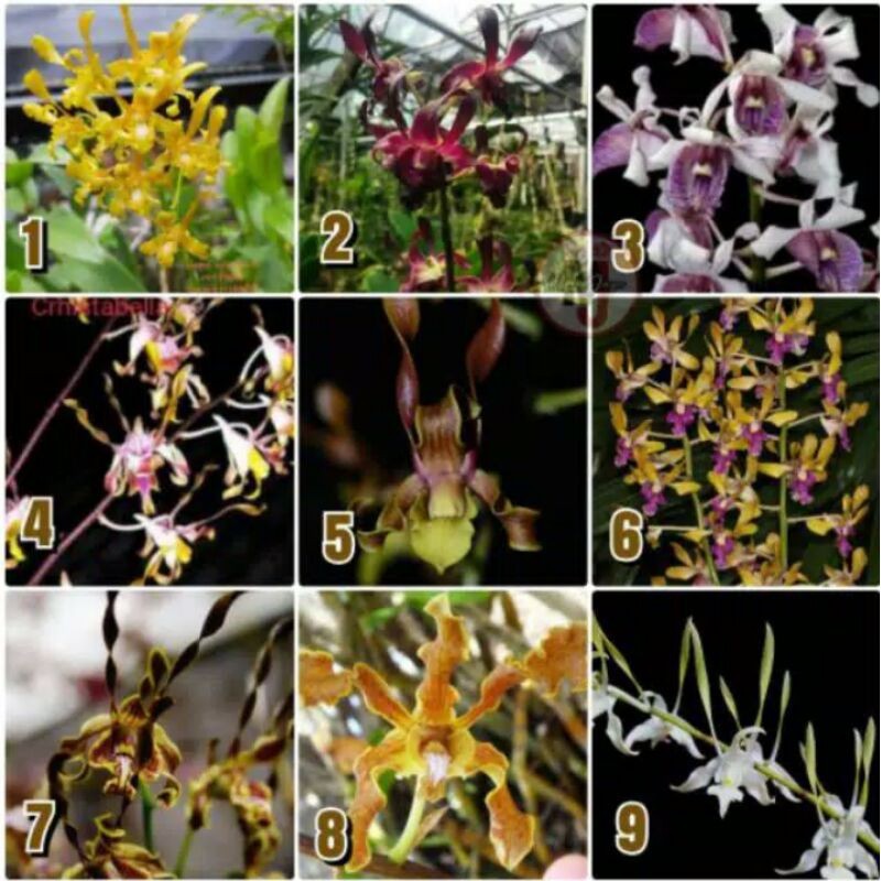 anggrek remaja dendrobium bunga melintir/keriting