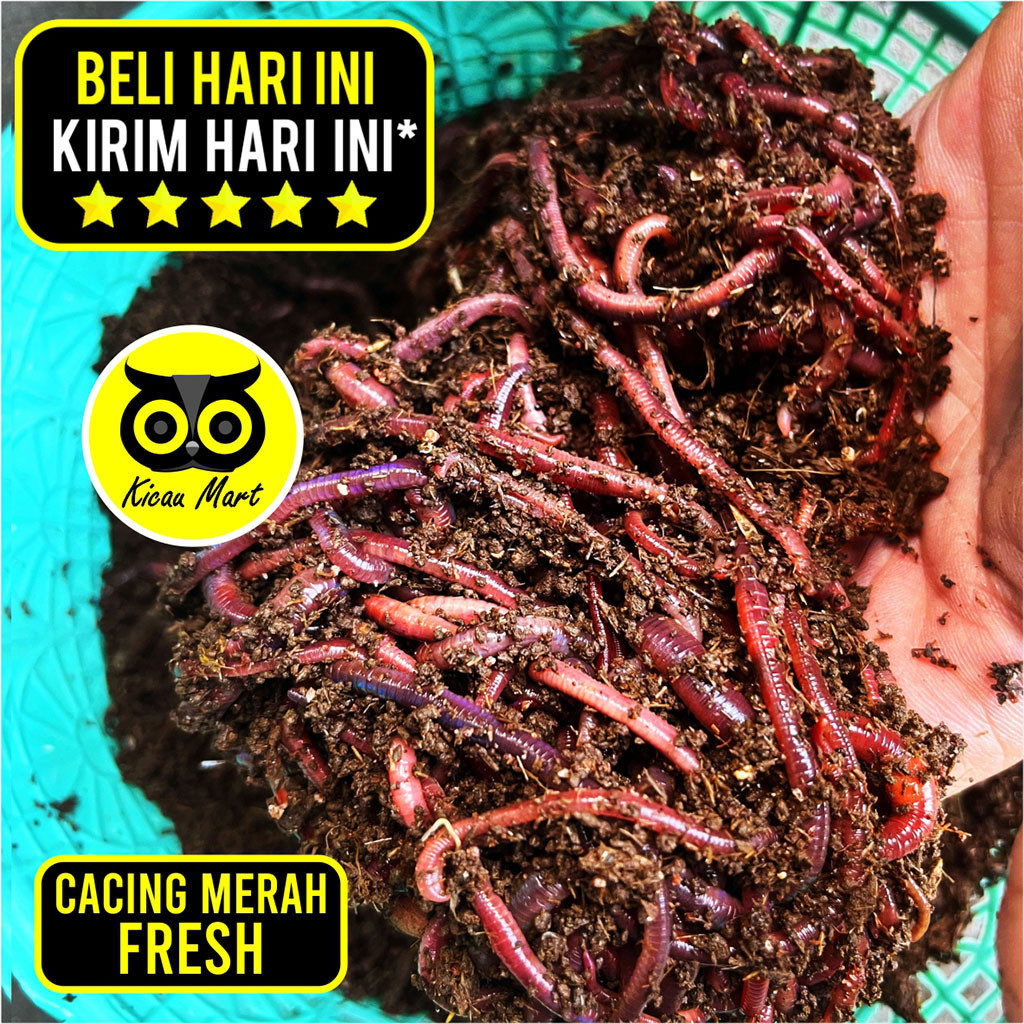 KICAU MART TERKIRIM MAX 1 JAM KHUSUS INSTANT GOJEK GRAB Pakan Ternak Burung Ikan Reptil Cacing Merah